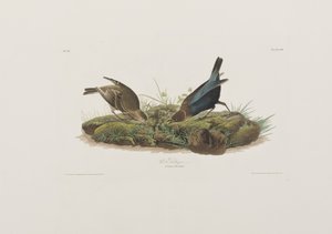 Birds of America」のイラスト 作： John James Audubon