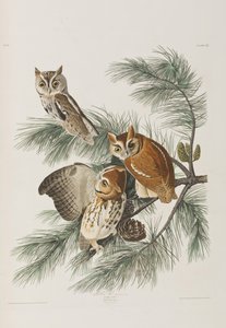 Birds of America」のイラスト 作： John James Audubon