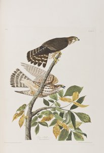 Birds of America」のイラスト 作： John James Audubon