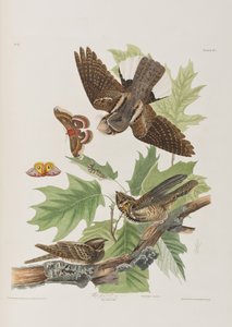 Birds of America」のイラスト 作： John James Audubon