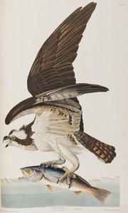 Birds of America」のイラスト 作： John James Audubon