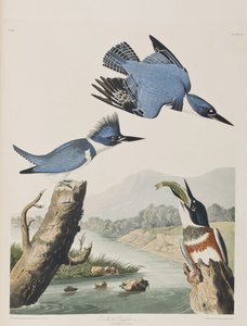 Birds of America」のイラスト 作： John James Audubon
