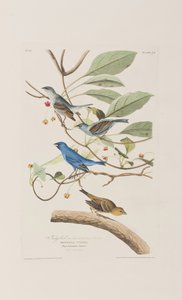Birds of America」のイラスト 作： John James Audubon