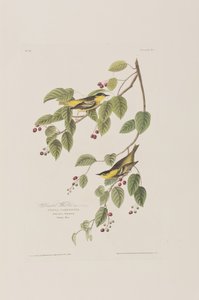 Birds of America」のイラスト 作： John James Audubon