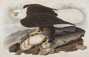 Birds of America」のイラスト 作： John James Audubon