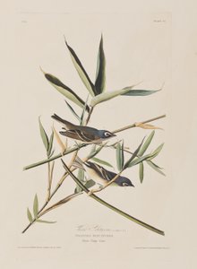 Birds of America」のイラスト