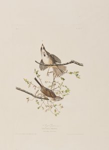 Birds of America」のイラスト 作： John James Audubon
