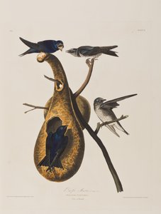 Birds of America」のイラスト 作： John James Audubon