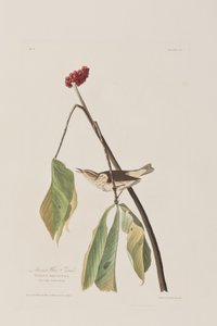 Birds of America」のイラスト 作： John James Audubon