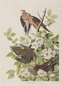 Birds of America」のイラスト 作： John James Audubon