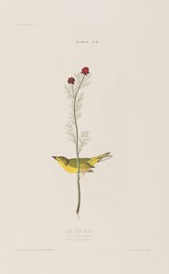 Birds of America」のイラスト 作： John James Audubon
