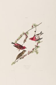 Birds of America」のイラスト