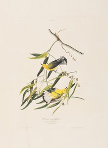 Birds of America」のイラスト