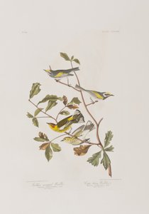 Birds of America」のイラスト 作： John James Audubon