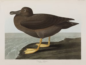 Birds of America」のイラスト 作： John James Audubon