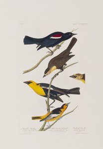 Birds of America」のイラスト 作： John James Audubon