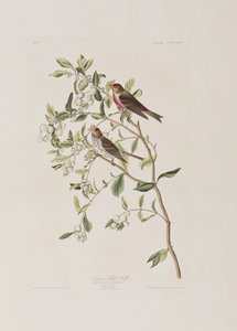 Birds of America」のイラスト