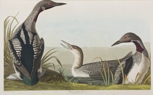 Birds of America」のイラスト 作： John James Audubon