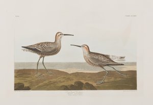 Birds of America」のイラスト 作： John James Audubon