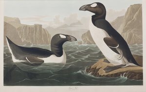 Birds of America」のイラスト 作： John James Audubon