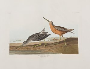Birds of America」のイラスト 作： John James Audubon