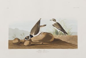 Birds of America」のイラスト 作： John James Audubon