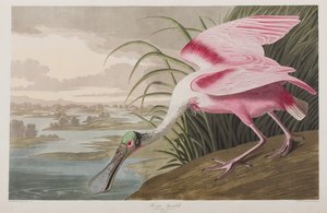 Birds of America」のイラスト 作： John James Audubon