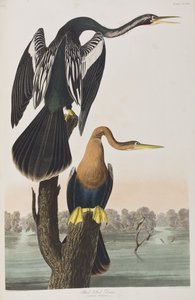 Birds of America」のイラスト