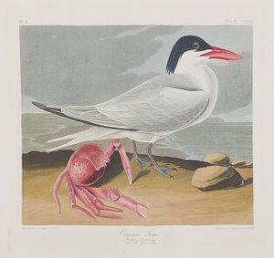 Birds of America」のイラスト 作： John James Audubon