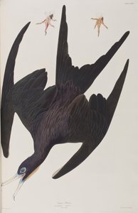 Birds of America」のイラスト 作： John James Audubon