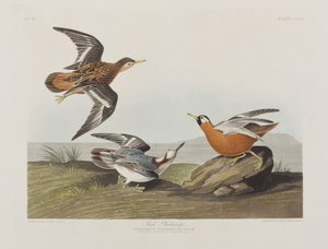 Birds of America」のイラスト 作： John James Audubon