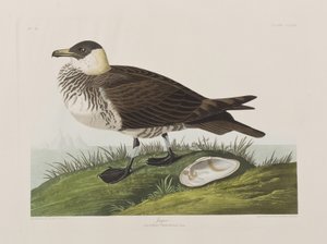Birds of America」のイラスト 作： John James Audubon