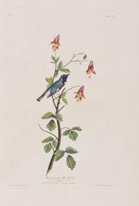 Birds of America」のイラスト
