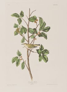 Birds of America」のイラスト 作： John James Audubon