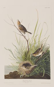 Birds of America」のイラスト 作： John James Audubon