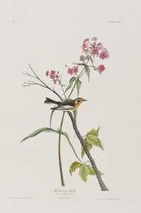 Birds of America」のイラスト 作： John James Audubon