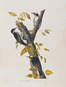 Birds of America」のイラスト 作： John James Audubon