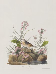 Birds of America」のイラスト 作： John James Audubon