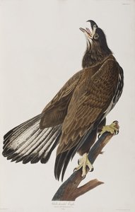 Birds of America」のイラスト 作： John James Audubon