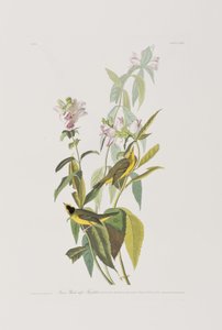 Birds of America」のイラスト 作： John James Audubon