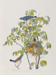 Birds of America」のイラスト 作： John James Audubon