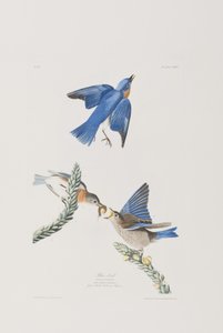 Birds of America」のイラスト 作： John James Audubon