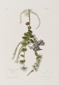 Birds of America」のイラスト 作： John James Audubon