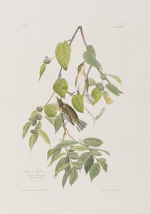 Birds of America」のイラスト