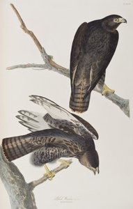 Birds of America」のイラスト 作： John James Audubon