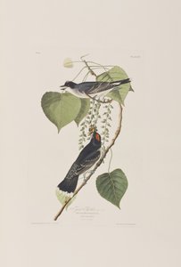 Birds of America」のイラスト 作： John James Audubon