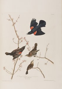 Birds of America」のイラスト 作： John James Audubon