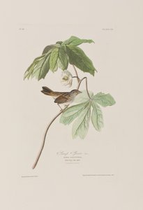 Birds of America」のイラスト 作： John James Audubon