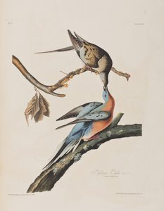 Birds of America」のイラスト 作： John James Audubon