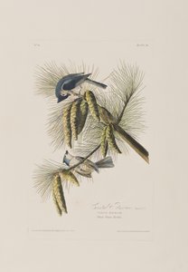 Birds of America」のイラスト